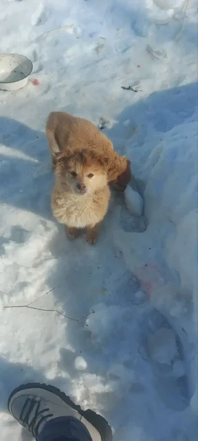Щенки, найденные в заброшенной машине - Животные в Саратов