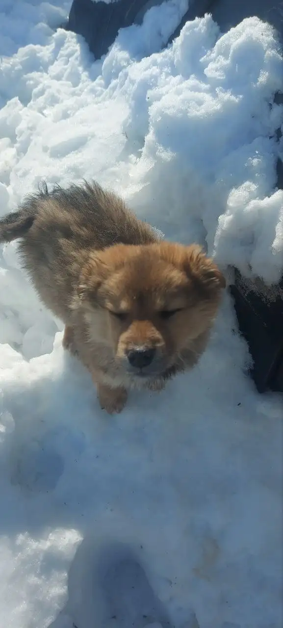 Щенки, найденные в заброшенной машине - Собаки (Животные) в Саратов