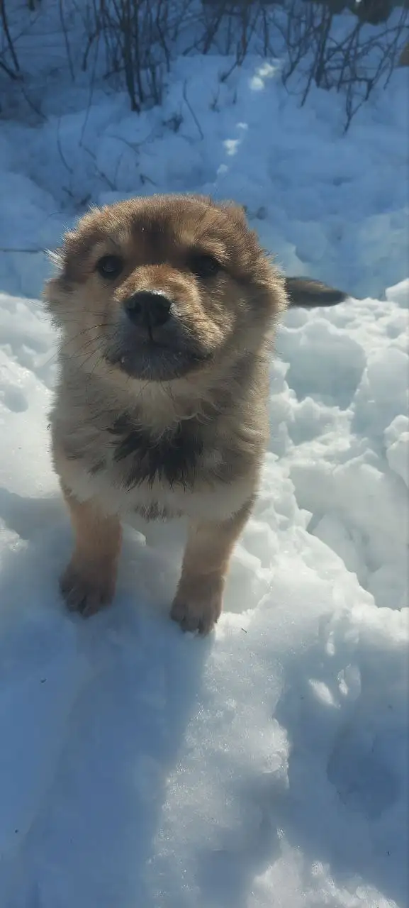 Щенки, найденные в заброшенной машине - Собаки (Животные) в Саратов
