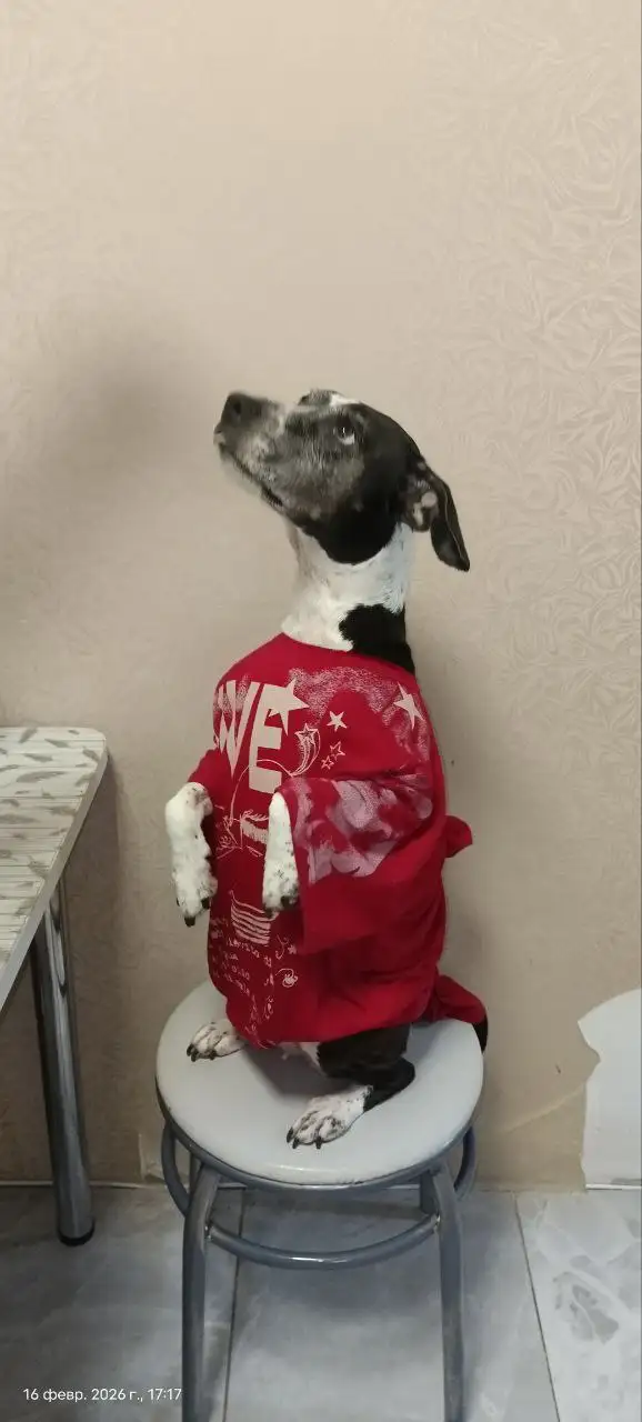 Ищут хозяев для найденной собаки - Собаки (Животные) в Саратов