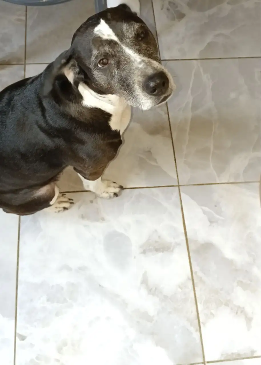 Ищут хозяев для найденной собаки - Собаки (Животные) в Саратов