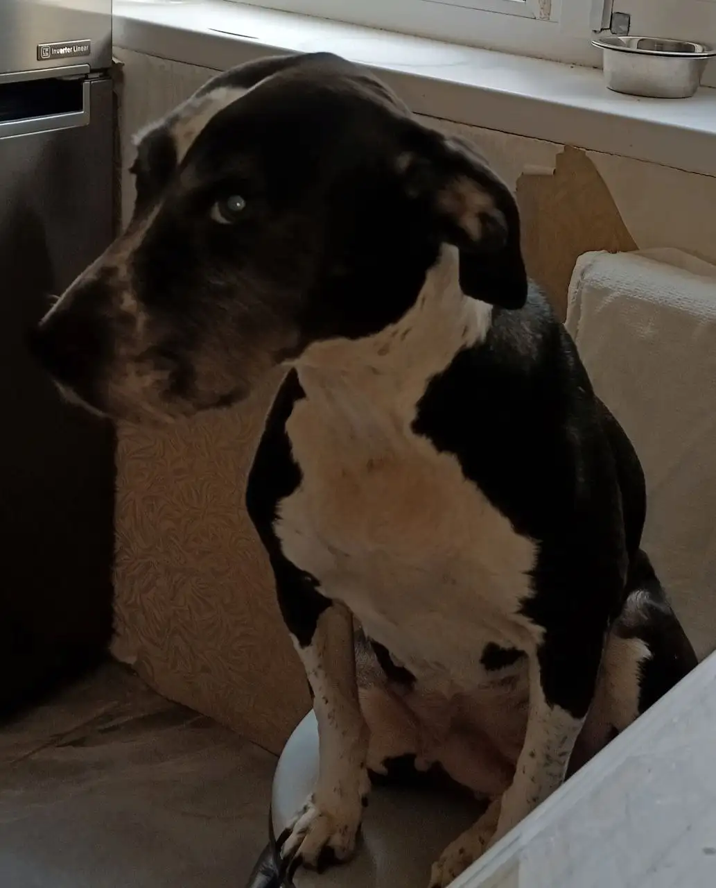 Ищут хозяев для найденной собаки - Собаки (Животные) в Саратов