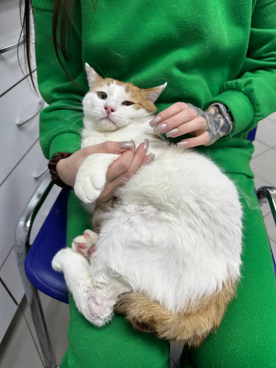 Сбор средств на лечение кота Барса - Животные в Саратов