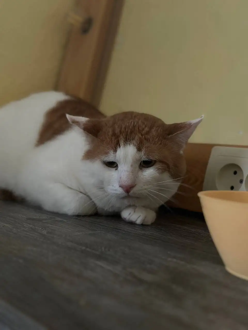 Сбор средств на лечение кота Барса - Животные в Саратов