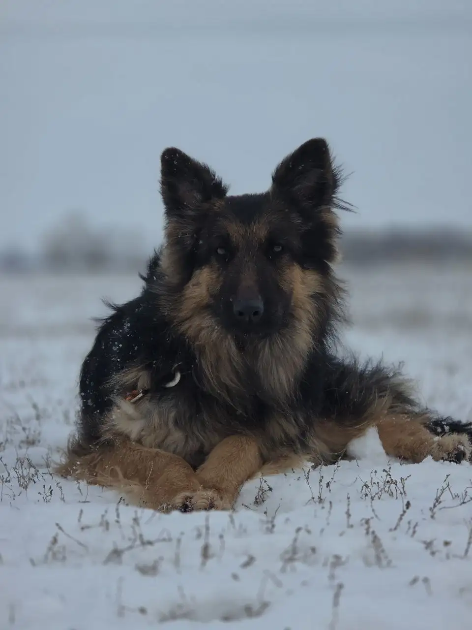 Собака Герда ищет любящий дом - Собаки (Животные) в Саратов
