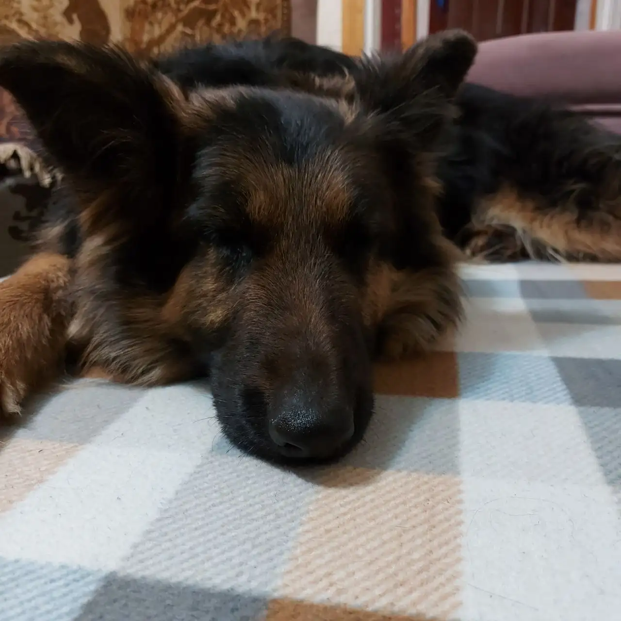 Собака Герда ищет любящий дом - Собаки (Животные) в Саратов