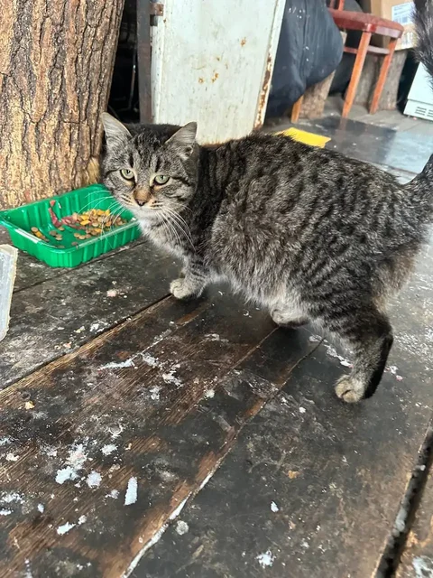 Молоденькая кошечка 6-7 месяцев ищет дом - частное объявление в Калининск