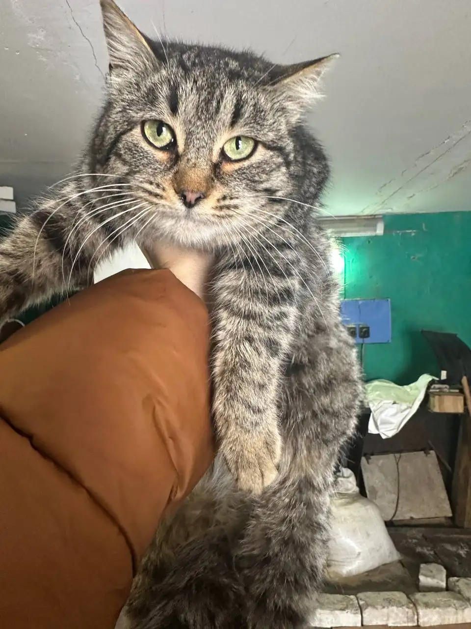 Молоденькая кошечка 6-7 месяцев ищет дом - Кошки (Животные) в Калининск