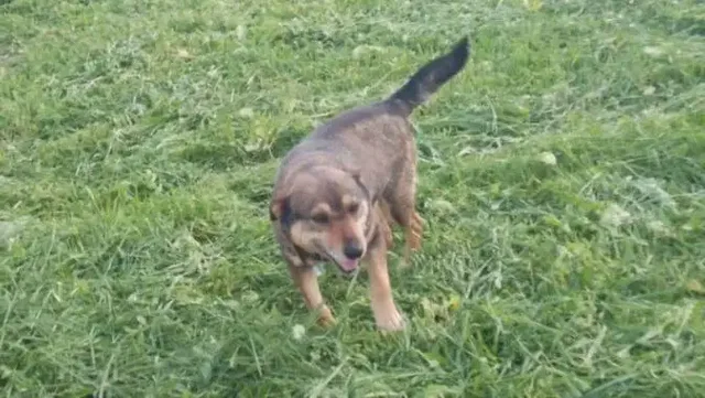 Потеряна собака Чик в Сторожевке - Домашние животные в Саратов