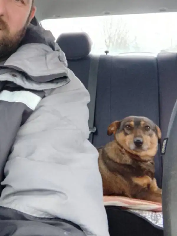 Потеряна собака Чик в Сторожевке - Собаки (Животные) в Саратов