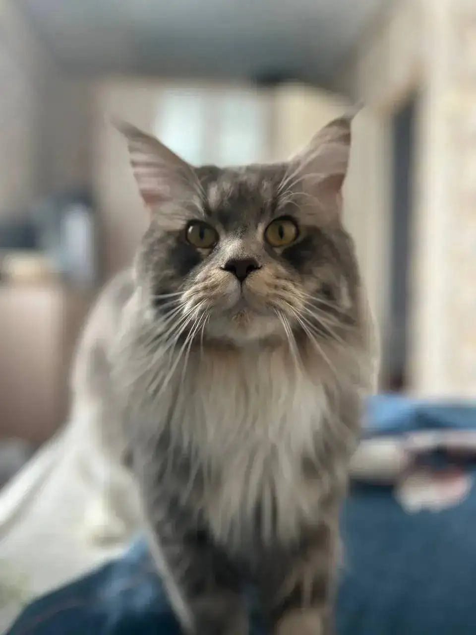 Мейн-кун Смоки ищет новую семью - Кошки (Животные) в Калининск