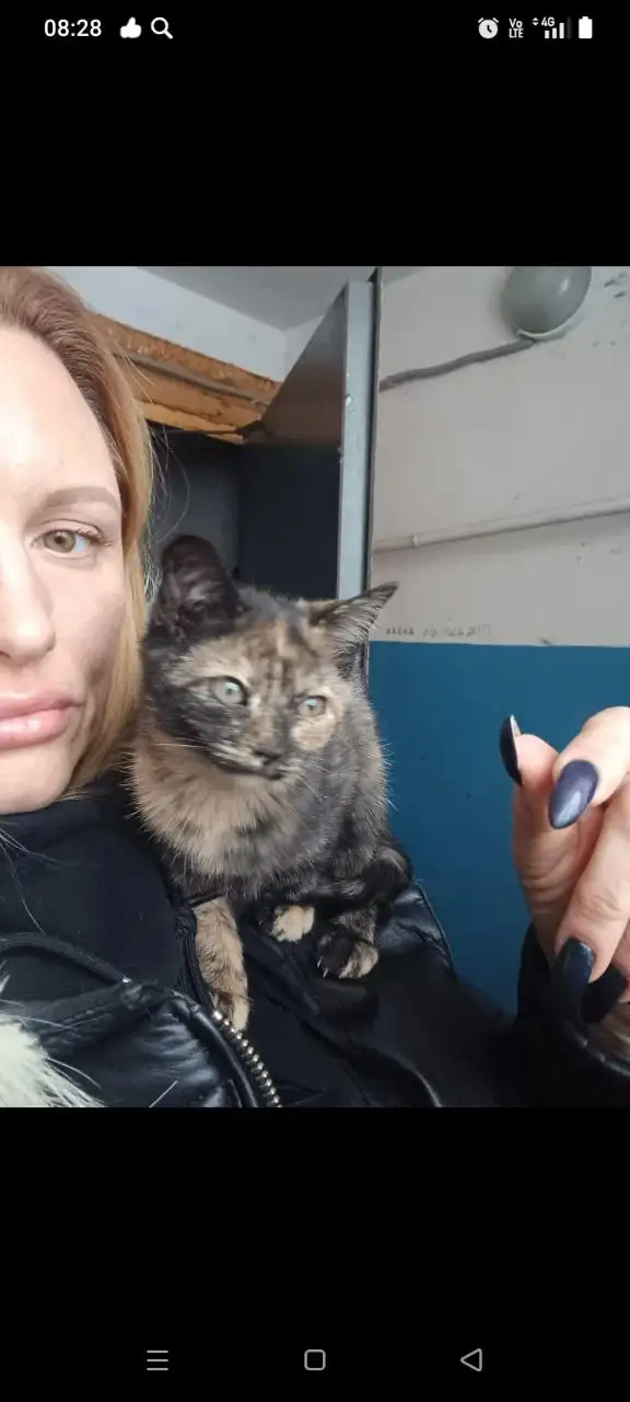 Пристройство котенка в Саратове - Кошки (Животные) в Саратов