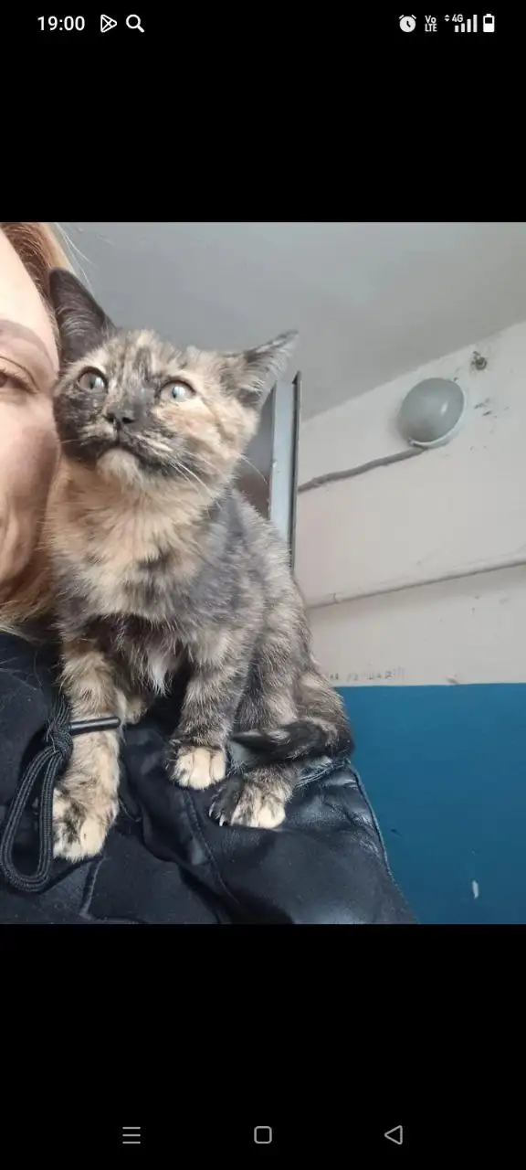 Пристройство котенка в Саратове - Кошки (Животные) в Саратов