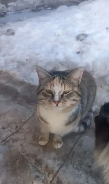 Пристраиваются две сестрички кошки - Домашние животные в Саратов