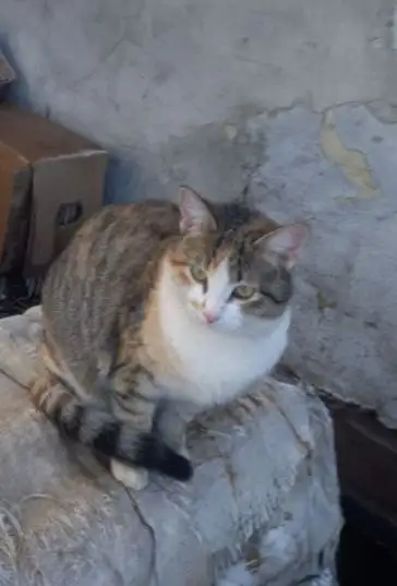 Пристраиваются две сестрички кошки - Кошки (Животные) в Саратов