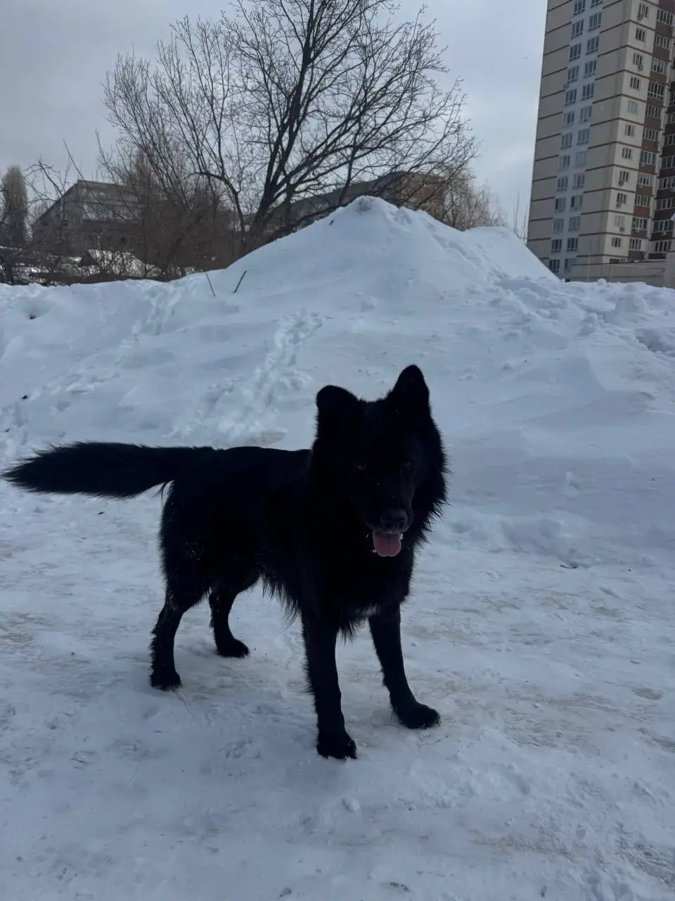 Потерянный черный овчар в горпарке - Собаки (Животные) в Саратов