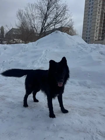 Потерянный черный овчар в горпарке - Домашние животные в Саратов