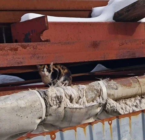 Трехцветный котенок на Пензенской/Энтузиастов - Домашние животные в Саратов