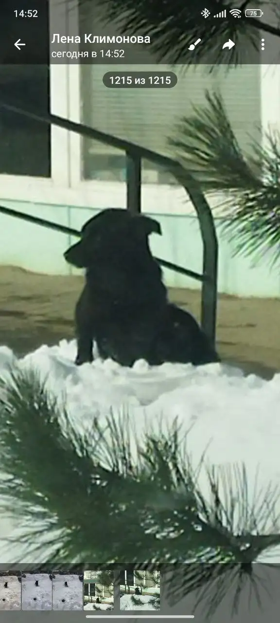 Потерянное животное в центре Энгельса - Потерянные животные (Животные) в Энгельс