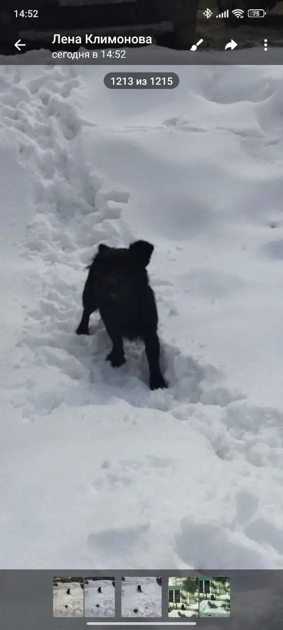 Потерянное животное в центре Энгельса - Потерянные животные (Животные) в Энгельс