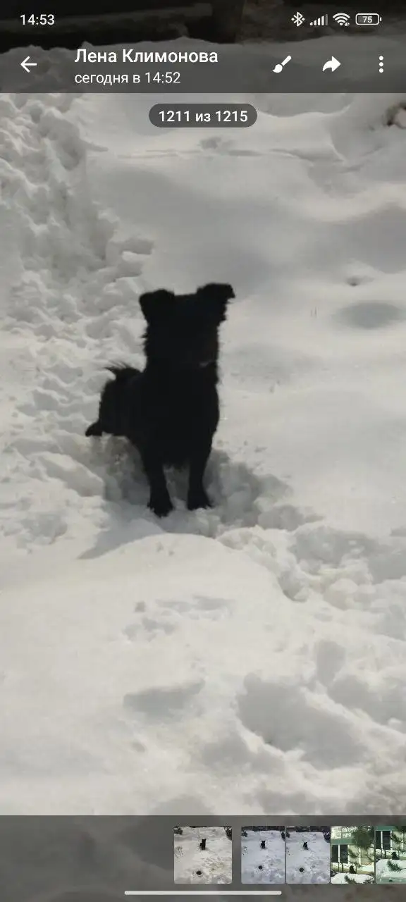 Потерянное животное в центре Энгельса - Потерянные животные (Животные) в Энгельс