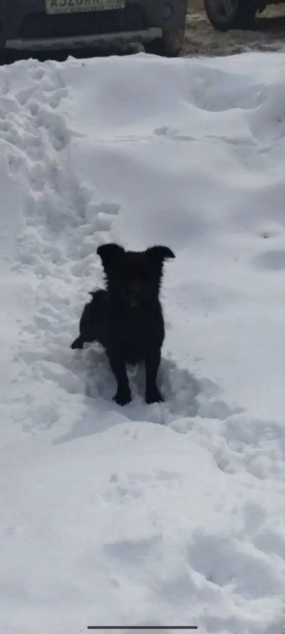 Потерянное животное в центре Энгельса - Потерянные животные (Животные) в Энгельс