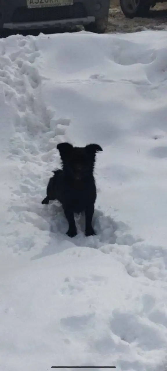Потерянное животное в центре Энгельса - Животные в Энгельс