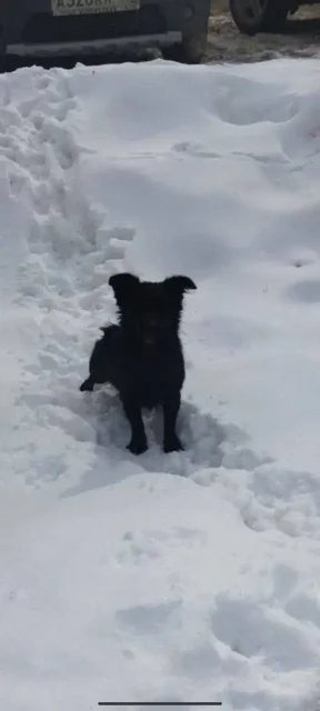 Потерянное животное в центре Энгельса - Животные в Энгельс