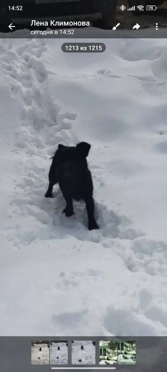 Потерянное животное в центре Энгельса - Животные в Энгельс