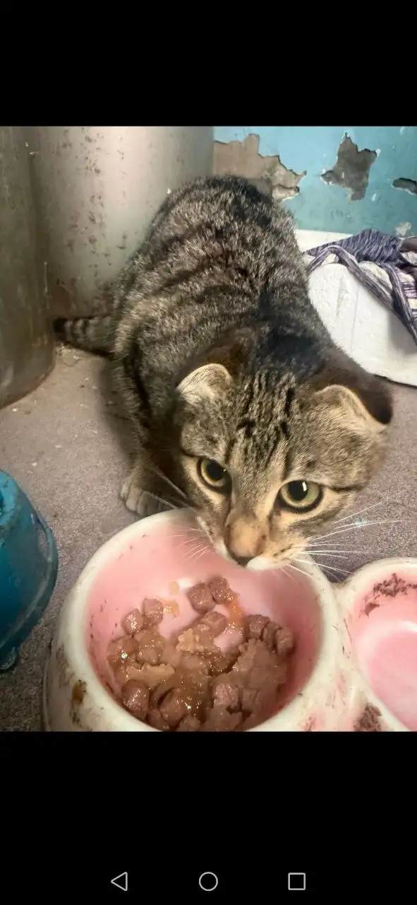 Ищем дом для котят девочек 4-5 месяцев - Кошки (Животные) в Саратов