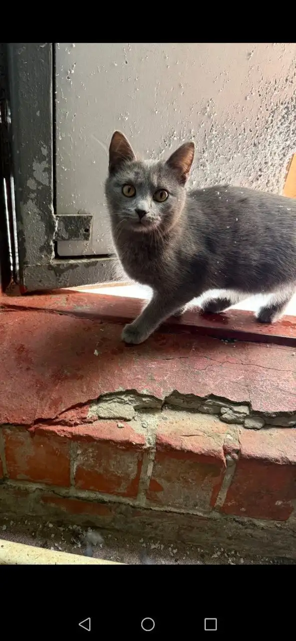 Ищем дом для котят девочек 4-5 месяцев - Кошки (Животные) в Саратов