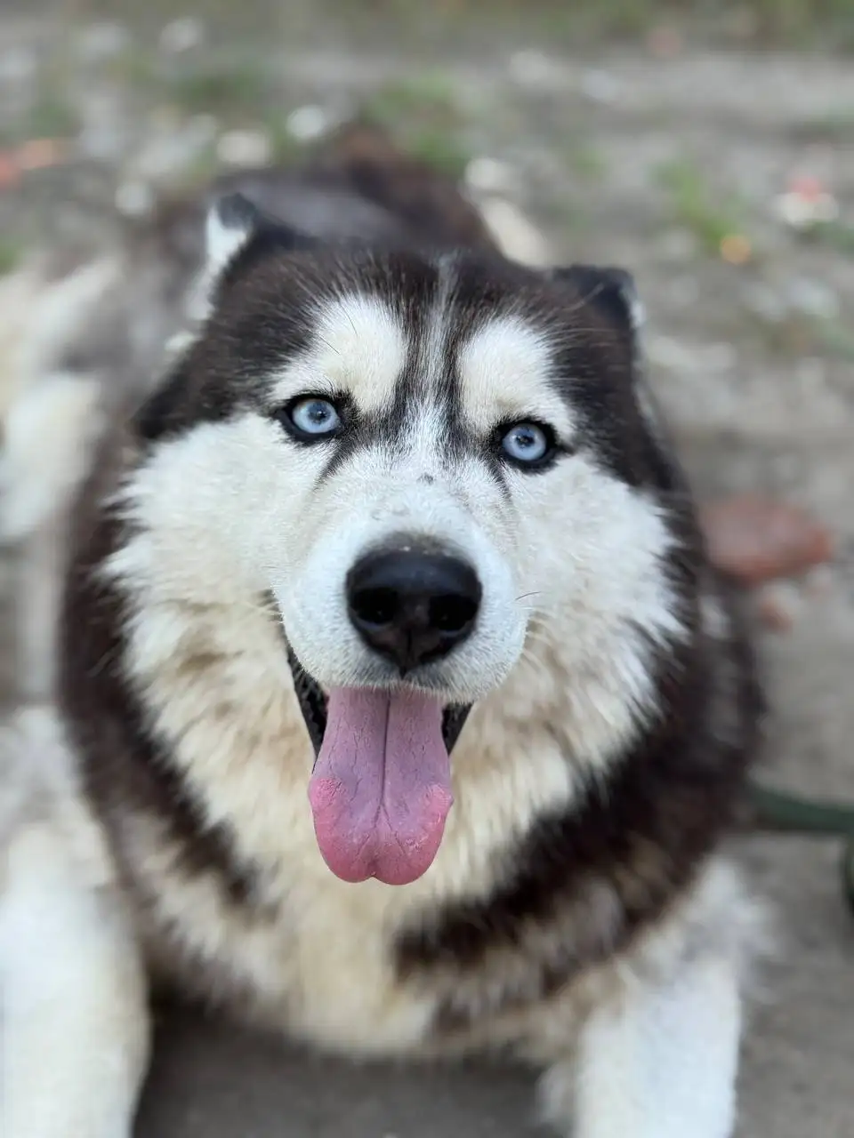 Рокси ищет дом - Собаки (Животные) в Саратов