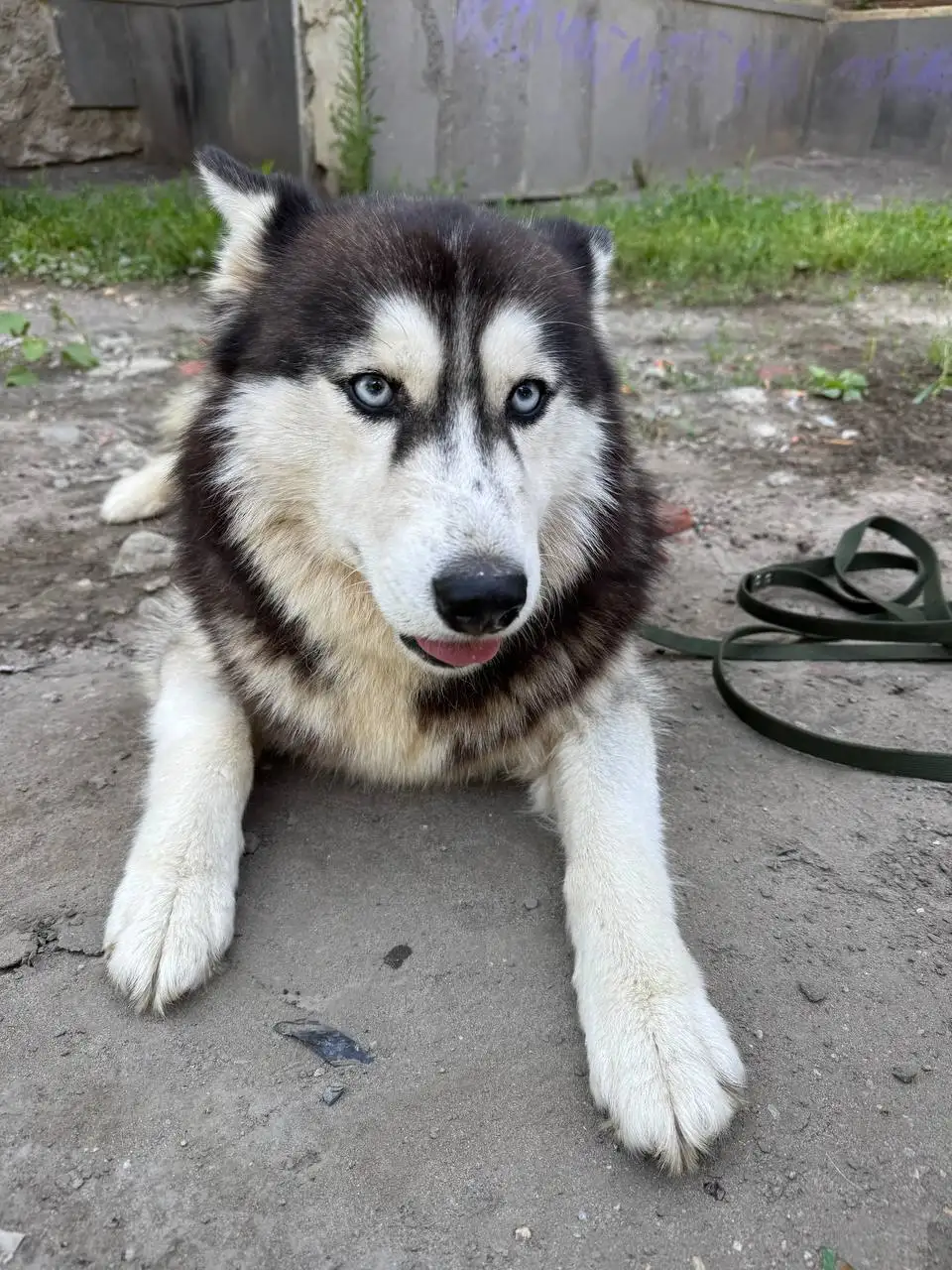 Рокси ищет дом - Собаки (Животные) в Саратов