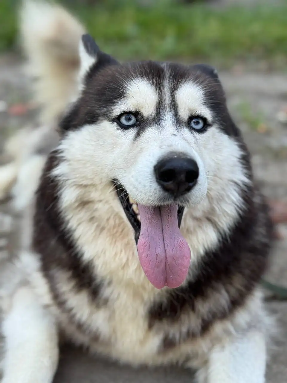 Рокси ищет дом - Собаки (Животные) в Саратов