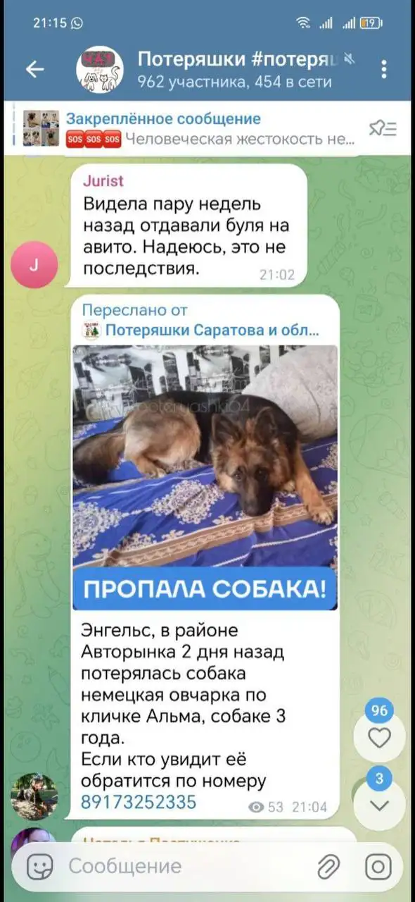 Потерянная собака в Саратове - Собаки (Животные) в Саратов