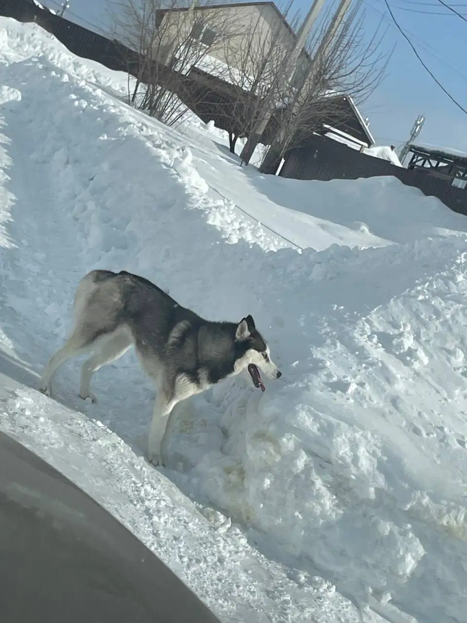 Потерялся хаски в Саратове - Собаки (Животные) в Саратов