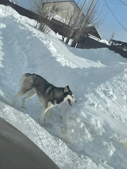 Потерялся хаски в Саратове - Домашние животные в Саратов