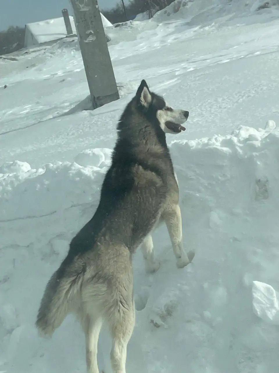 Потерялся хаски в Саратове - Собаки (Животные) в Саратов