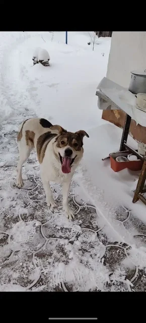 Потерялся пёс в Базарном Карабулаке - Сельскохозяйственные животные в Базарный Карабулак