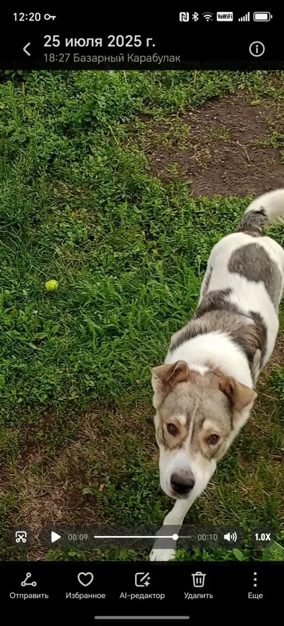 Потерялся пёс в Базарном Карабулаке - Собаки (Животные) в Базарный Карабулак