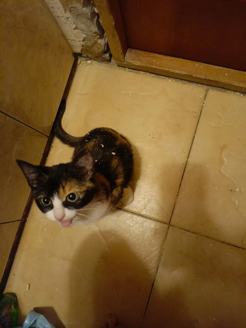 Передержка котёнка 4 месяцев после прививки на 10 дней - Передержка животных (Животные) в Саратов