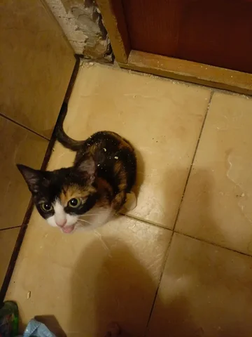 Передержка котёнка 4 месяцев после прививки на 10 дней - частное объявление в Саратов