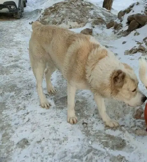 Потерянная собака породы алабай в Кировском районе Саратова - Потерянные животные (Животные) в Саратов