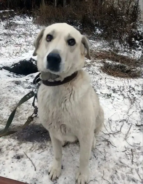 Пропала собака Дора (Плюша) в Саратове - Собаки (Животные) в Саратов