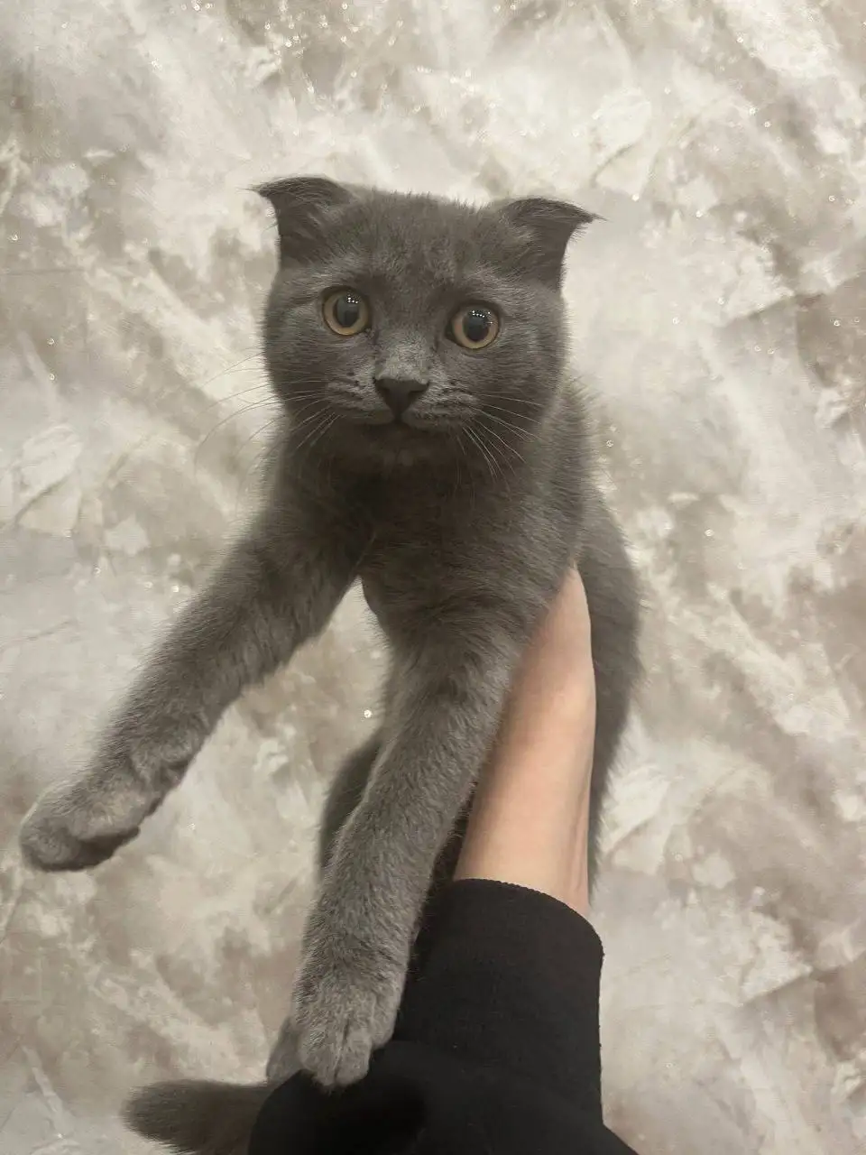 Котёнок в добрые руки в Энгельсе - Кошки (Животные) в Энгельс