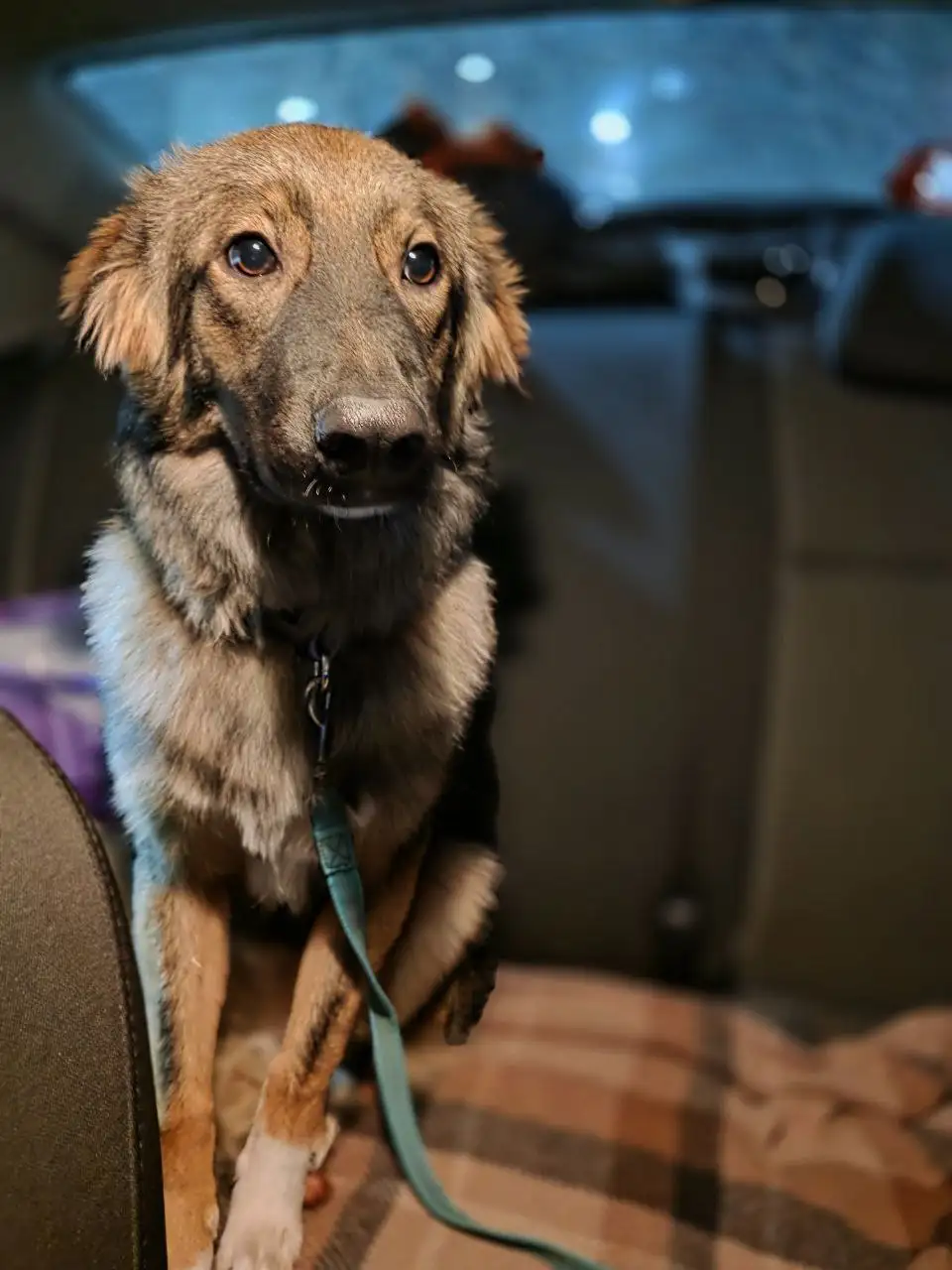 Помощь в оплате передержки для собаки Бруно - Собаки (Животные) в Саратов