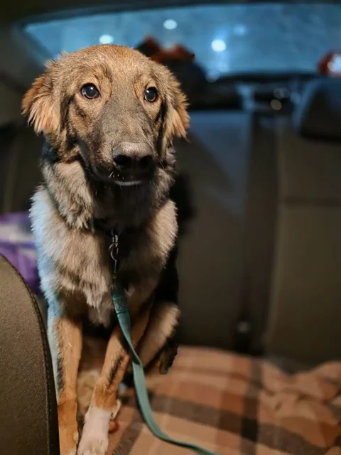 Помощь в оплате передержки для собаки Бруно - частное объявление в Саратов