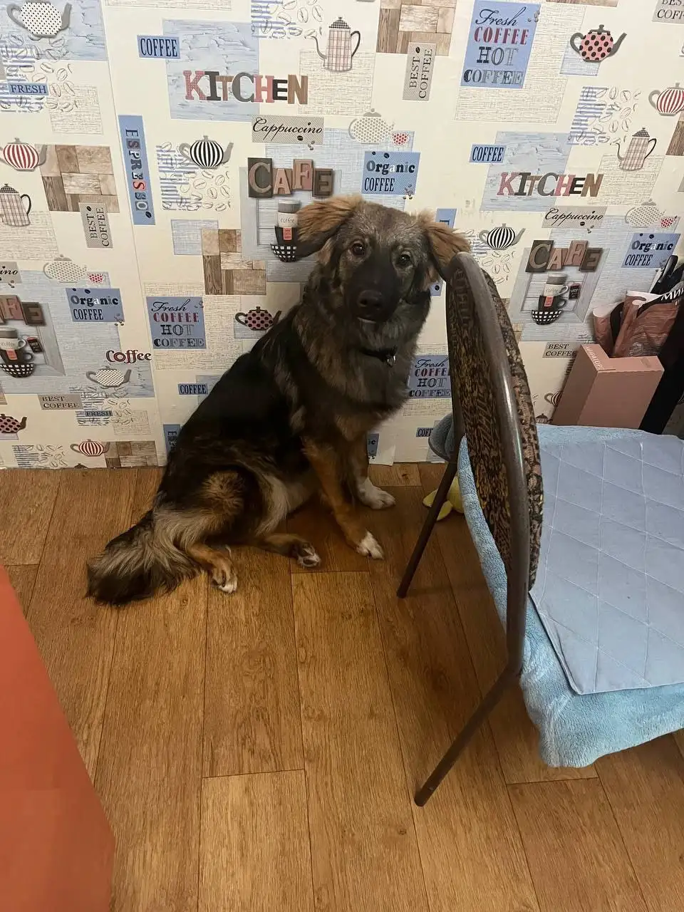 Помощь в оплате передержки для собаки Бруно - Собаки (Животные) в Саратов