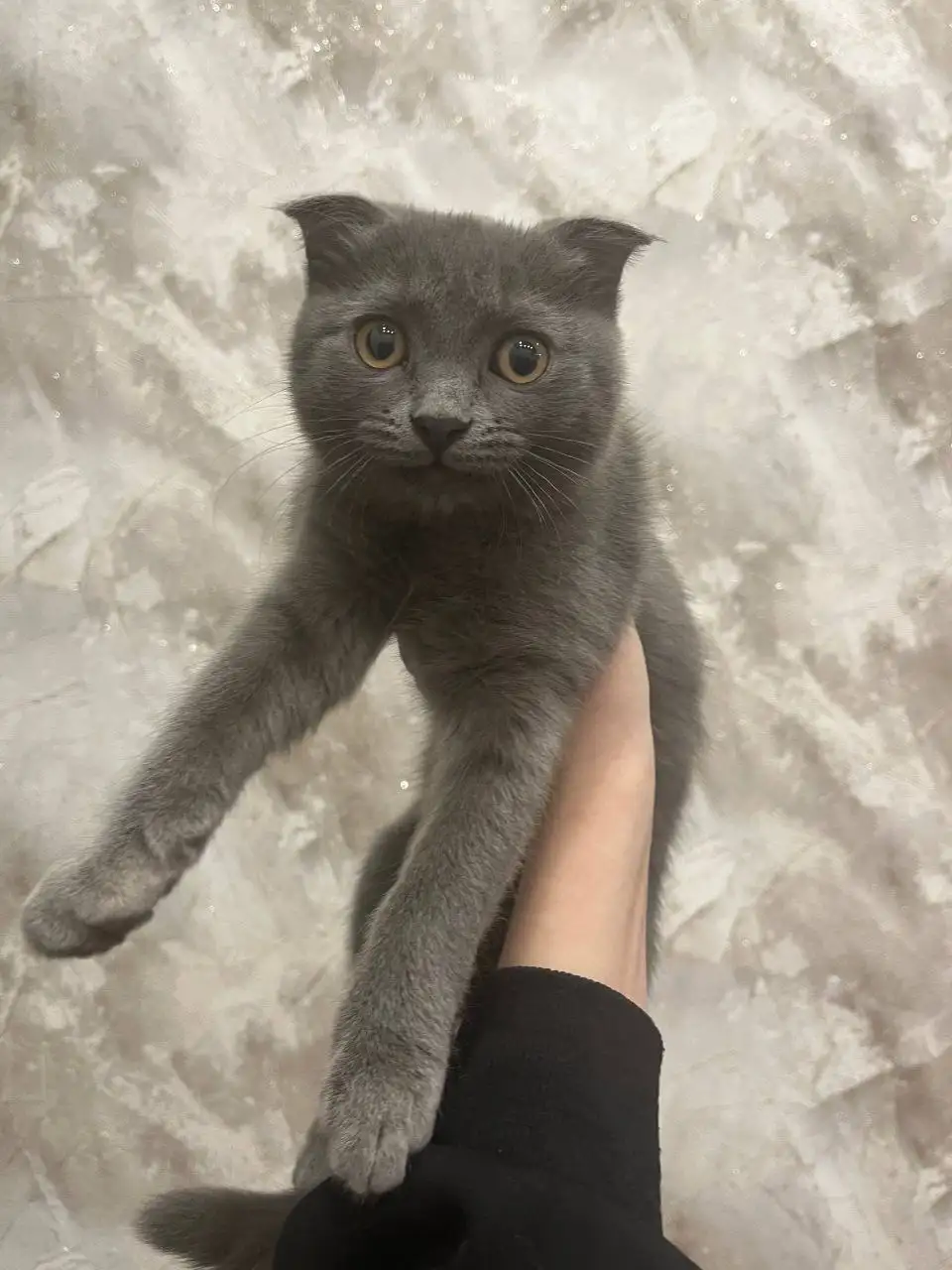 Вислоухая кошка ищет дом в Саратове - Кошки (Животные) в Саратов