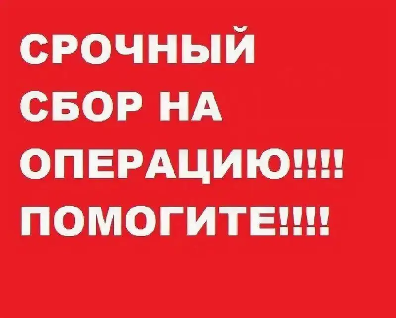 Сбор средств на лечение кота Егорки, сбитого машиной - Кошки (Животные) в Саратов